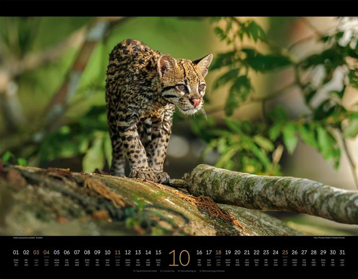 Produktbild Königreich der Katzen Kalender 2026 (54 x 42 cm, Englisch, Französisch, Deutsch)