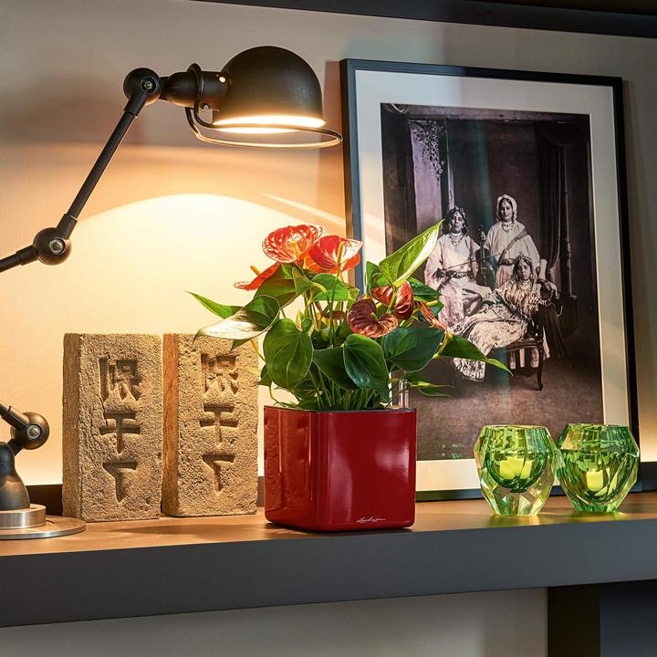 Immagine prodotto Lechuza Cubo lucido 14 (14 cm)
