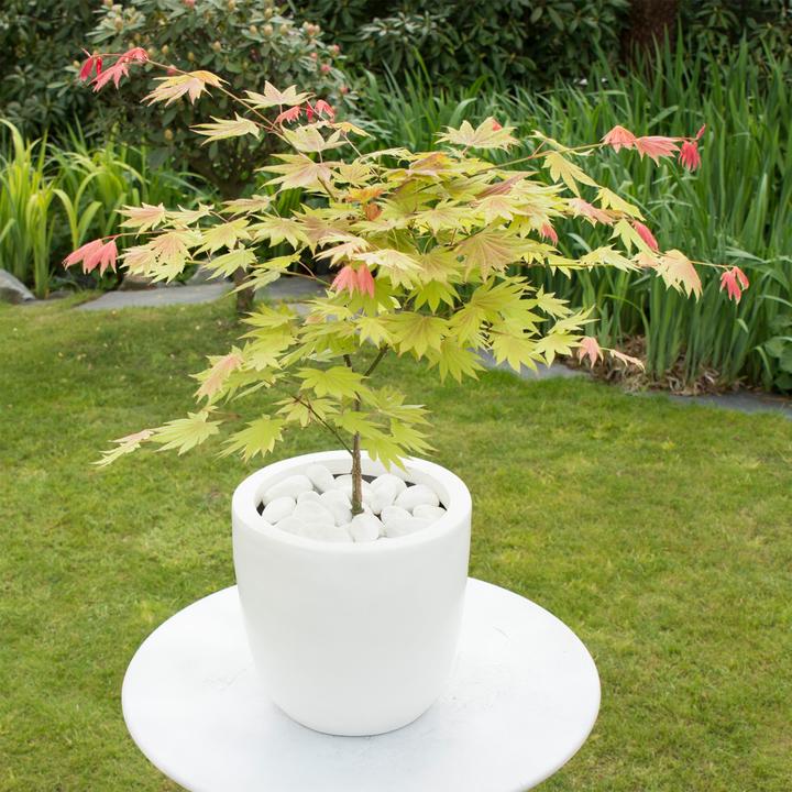 Image du produit Plant in a Box Acer palmatum 'Moonrise' - Érable à feuilles d'érable (40 cm)