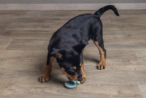 Immagine prodotto Beeztees Succhietto dentale (Gioco da masticare per cani)