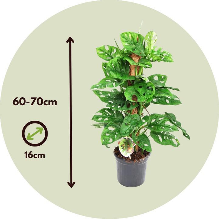 Produktbild Plant in a Box Monstera Monkey Mask - 2er Set Affenmaskpflanze auf einem Stab (60 cm)