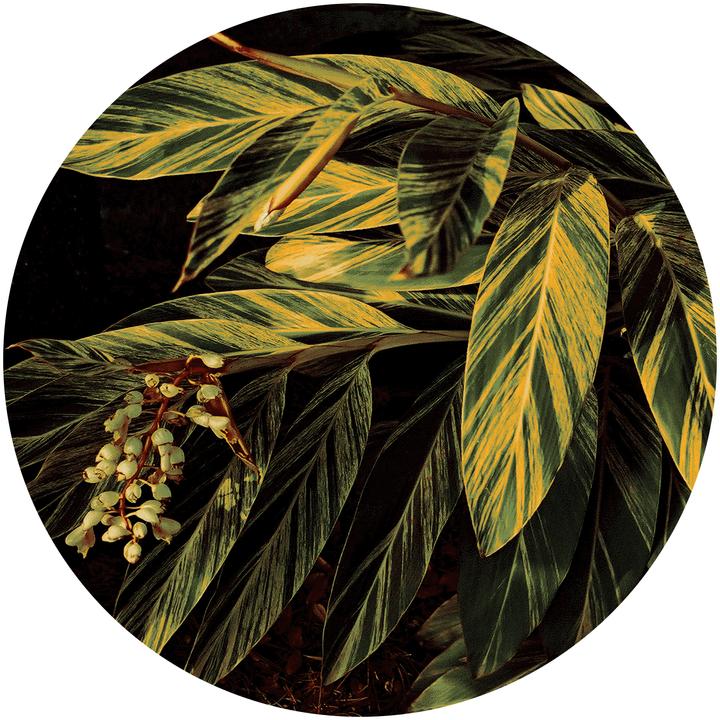 Actual product image Sula Carpet Tropicana 5 (Ø 300 cm)