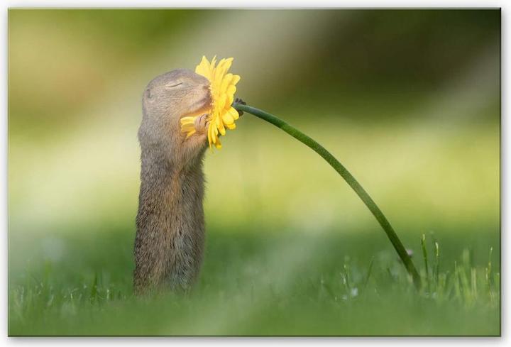 Image du produit Trenddeko van Duijn - Le spermophile sent la fleur (120 x 75 cm)