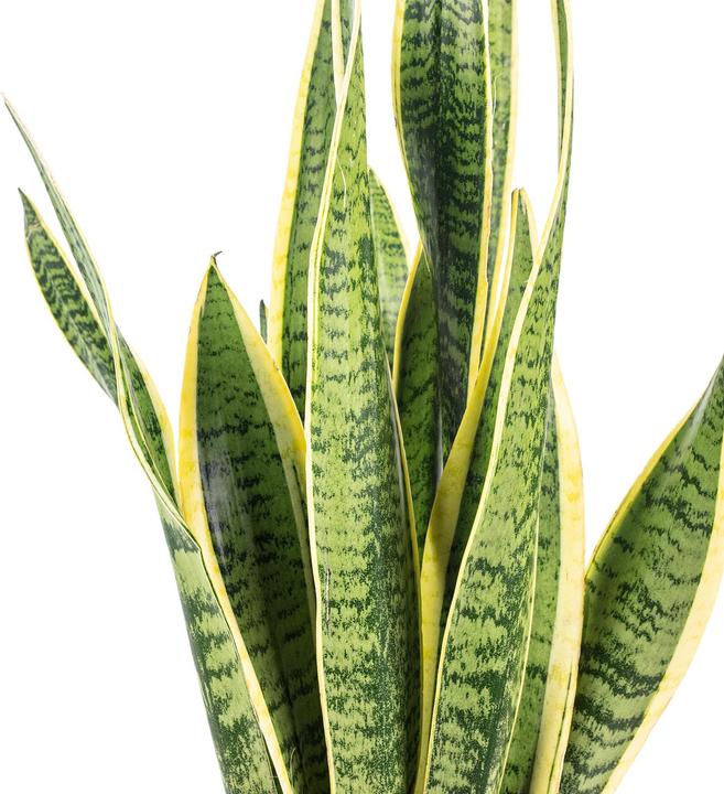 Actual product image Flowerbox Striped snake plant - height ca. 65 cm, pot-Ø 17 cm - Sansevieria trifasciata Laurentii (65 cm)