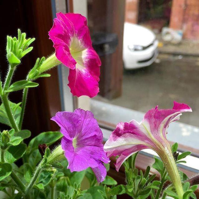 Produktbild Click and Grow Petunia (Blumensamen)