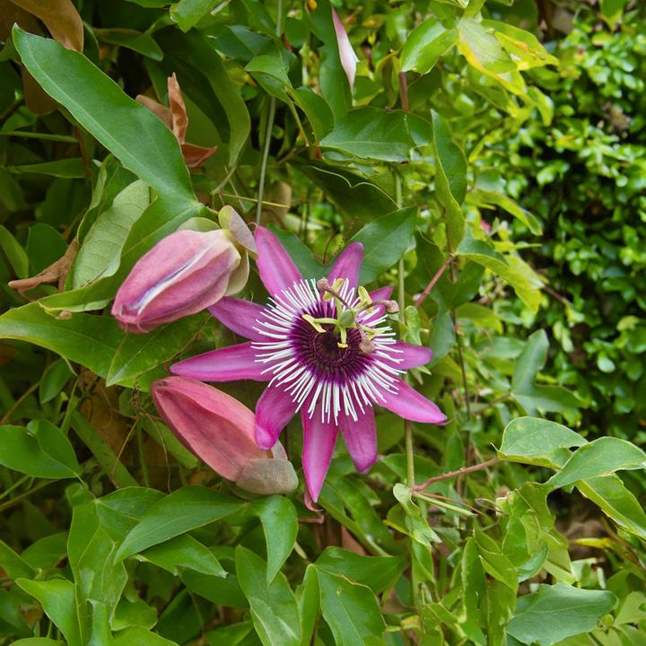 Actual product image Plant in a Box Passiflora x violacea 'Victoria' - set of 2 passion flowers (110 cm)