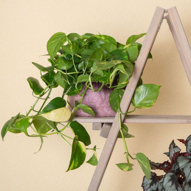 Produktbild VEG and the City Firat (Efeutute Epipremnum aureum) (20 cm)