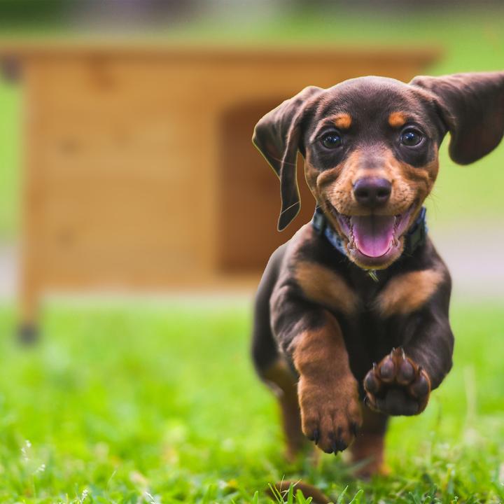 Produktbild Relaxdays Hundehütte (Hundezwinger)
