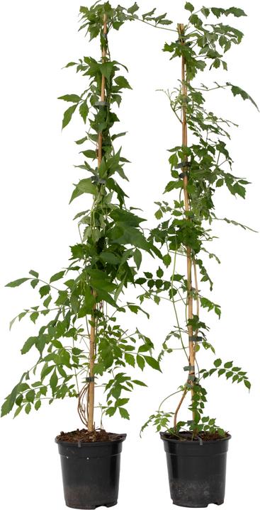 Immagine prodotto Plant in a Box Campis radicans 'Flava' - set di 2 rampicanti a tromba (110 cm)