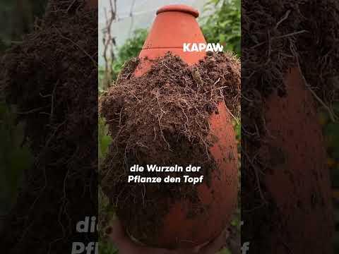 Image du produit WePot Olla M