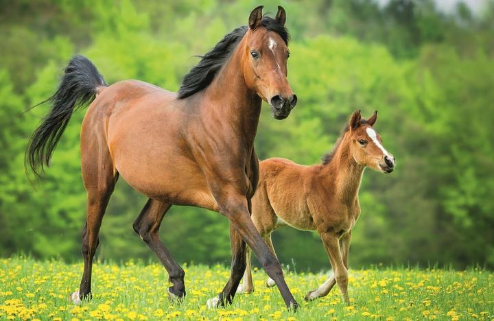 Actual product image Trefl Puzzle World of Horses: Mare with foal 54 pieces (54 pieces)