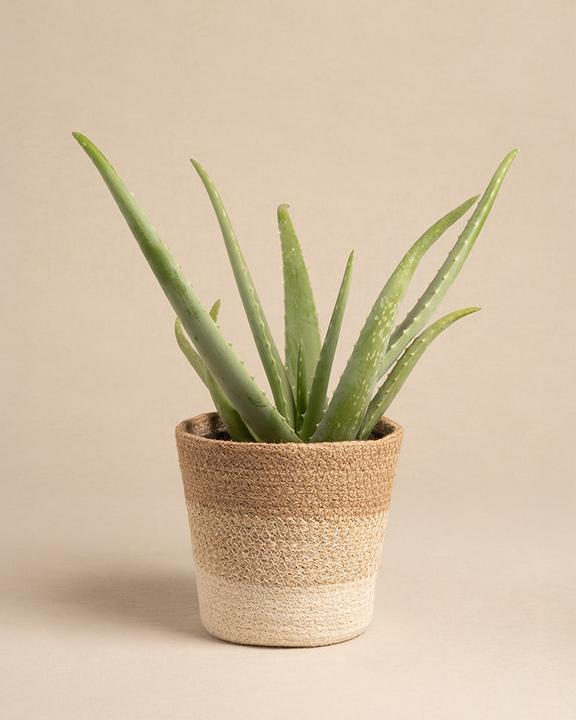 Produktbild feey Pflanzenkorb aus Jute (17 cm)