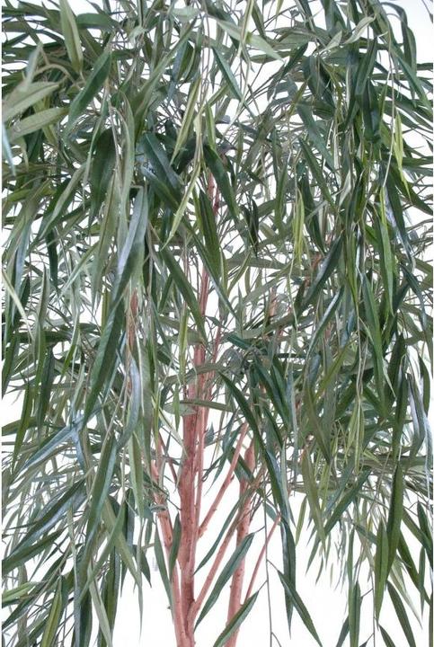 Produktbild Greendeco Künstliche Trauerweide, ca. 270cm (270 cm)