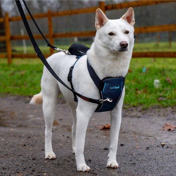 Produktbild Company of Animals CarSafe Autogeschirr Crash-getestet (Hund, Reflektoren, Faltbar)
