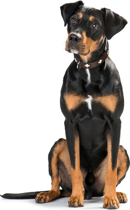 Produktbild Hunter Halsband Swiss Echtleder (M, Hund, Allgemein)