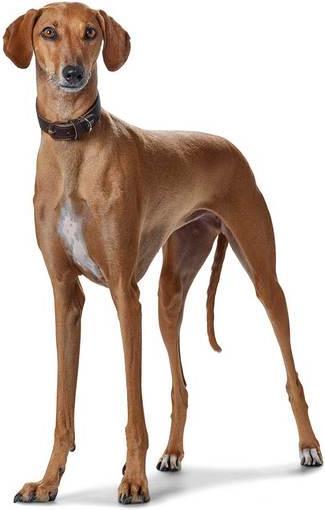 Produktbild Hunter Windhundhalsband Super Soft Echtleder (Hund, Hundesport)