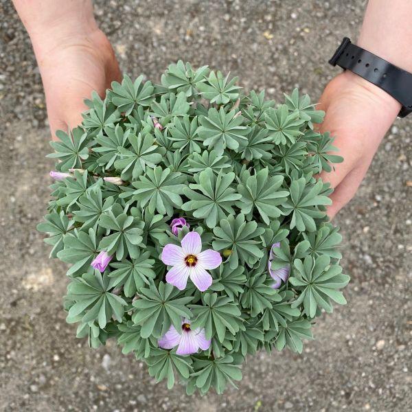 Image du produit Säntispracht Set de 3, L'oseille des montagnes, une rareté en rocaille - Oxalis adenophylla (15 cm)