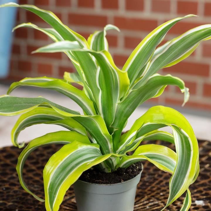Image du produit Flowerbox Dragonnier Lemon Surprise - Dracaena Deremensis Fragrans Lemon Surprise (6 cm)