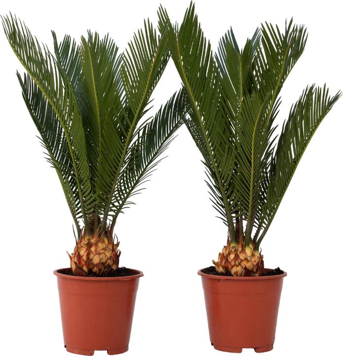 Actual product image Plant in a Box Cycas revoluta - set of 2 palm ferns (45 cm)
