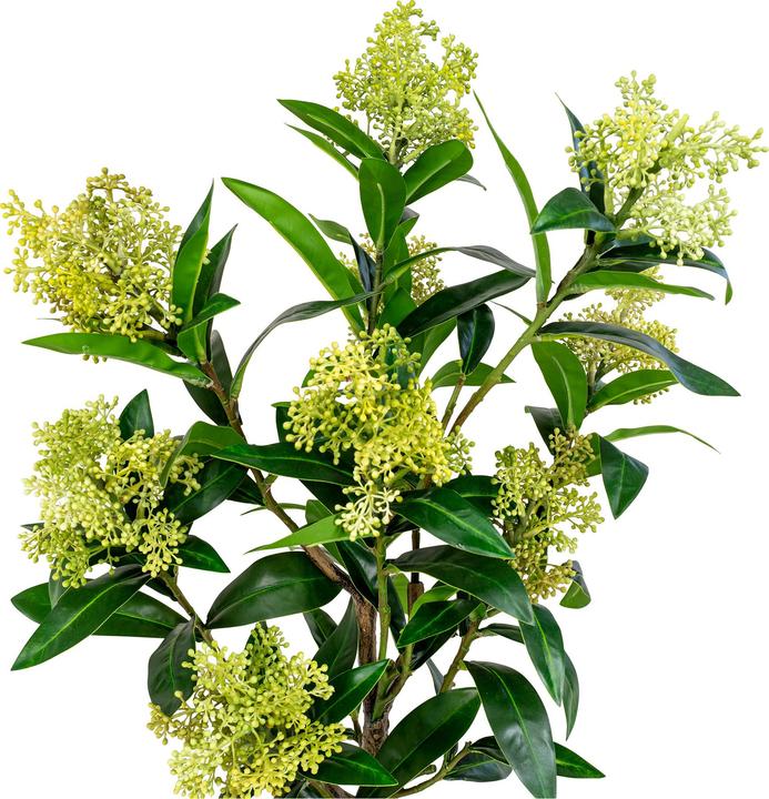 Actual product image House Nordic Skimmia (75 cm)