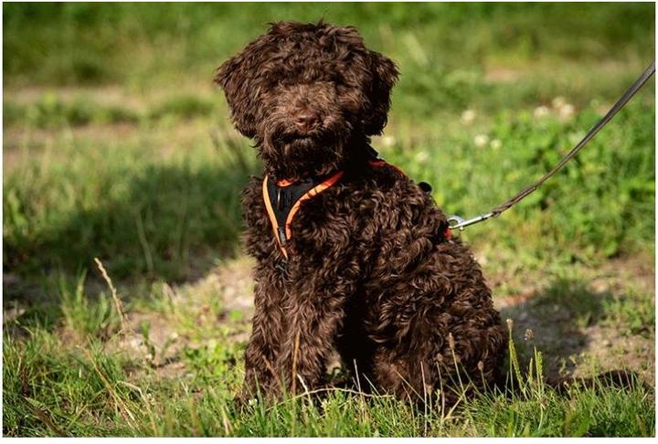 Immagine prodotto Grossenbacher Imbracatura per cuccioli Puppy FunRun Vario (S, Cane, Generale)