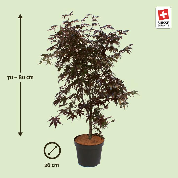Actual product image Zulauf Japames Maple (80 cm)