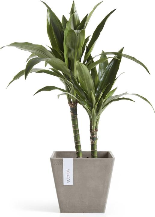 Actual product image Ecopots Rotterdam (20 cm)
