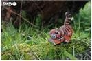 Produktbild Eugy Tiger
