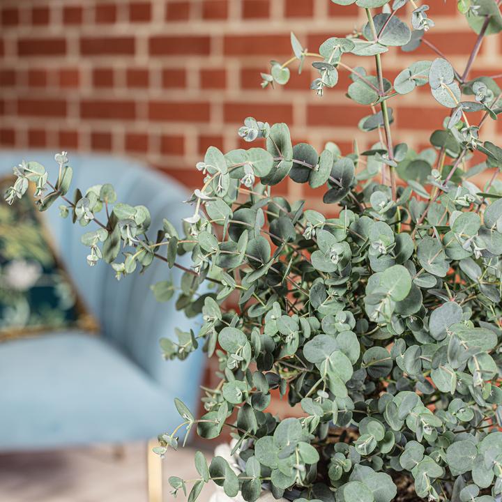Immagine prodotto Flowerbox Eucalipto - Eucalyptus gunnii (45 cm)