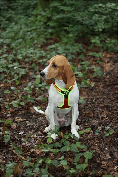 Immagine prodotto Niggeloh Pettorina per cani Segui il sentiero (M, Cane, Sport cane)
