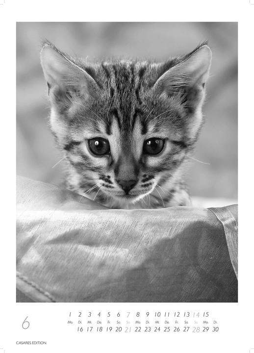 Actual product image Cats 2026 S 29x21cm (29 x 21 cm, German)