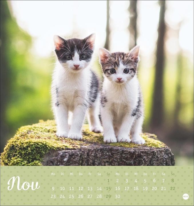 Image du produit Katzen Postkartenkalender Kleine Tiger 2026 (16 x 17 cm, Couverture rigide, Allemand)