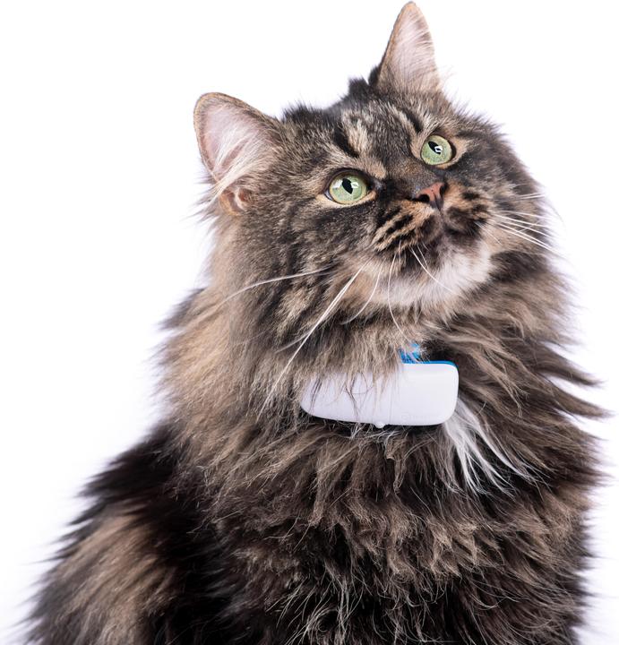 Produktbild Tractive GPS Tracker für Katzen mit Aktivitätstracking (Katze, Spazieren)