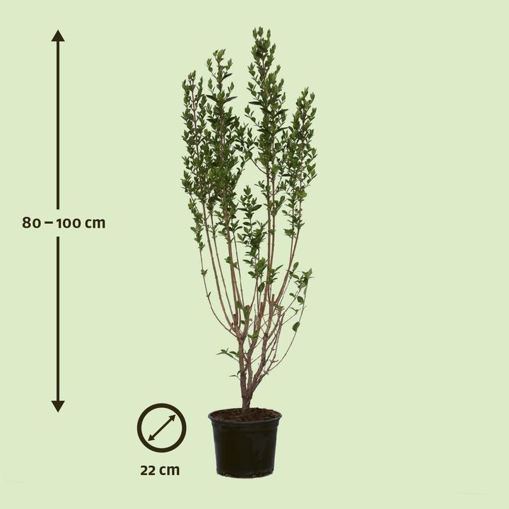 Actual product image Zulauf Ovalblättriger Liguster / Ligustrum ovalifolium (100 cm)