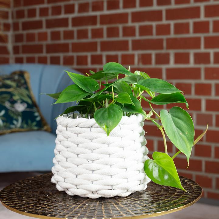 Produktbild Flowerbox Baumfreund - Philodendron scandens (20 cm)