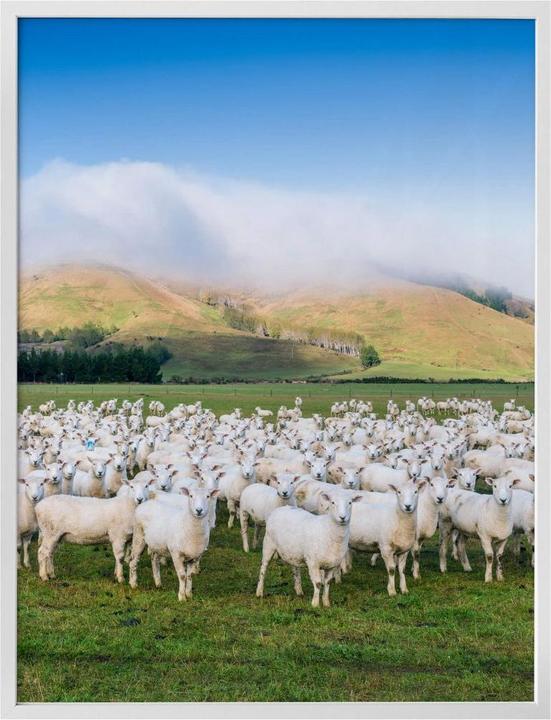 Produktbild Trenddeko Schafherde in Neuseeland (100 x 120 cm)