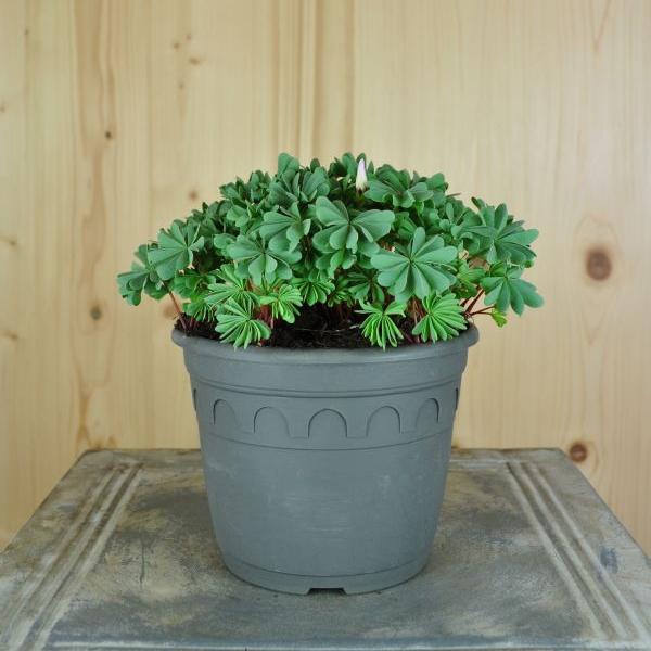 Image du produit Säntispracht Set de 3, L'oseille des montagnes, une rareté en rocaille - Oxalis adenophylla (15 cm)