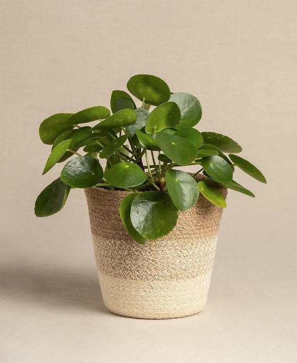 Image du produit feey Plante Ufo (25 cm, Fraîchement rempotés, Respectueux des animaux)