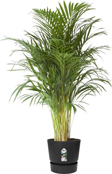 Produktbild Elho Greenville (39 cm)