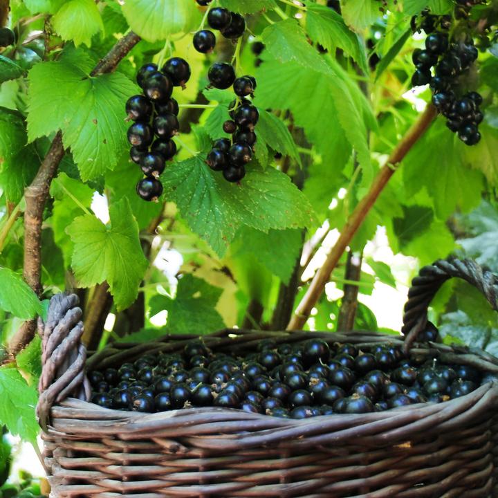 Actual product image Plant in a Box Ribes nigrum Titania - set of 2 blackcurrants (90 cm)