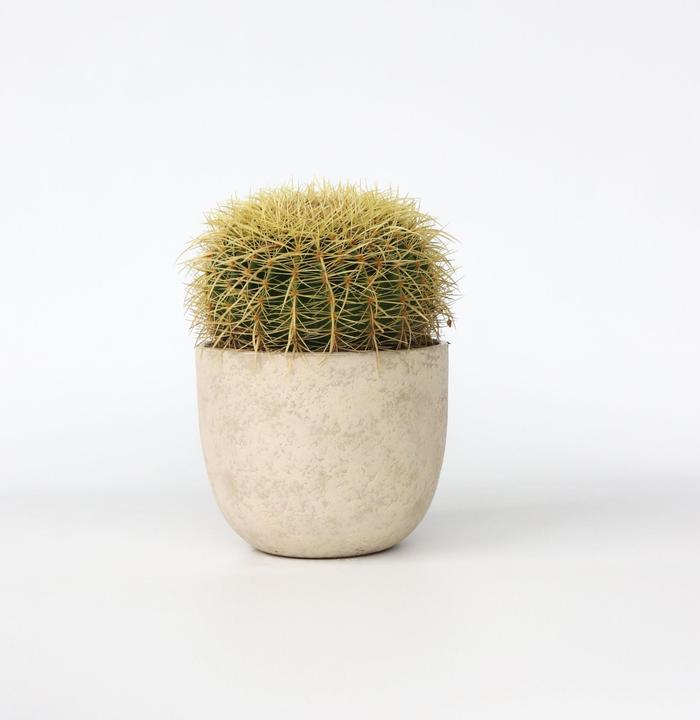Produktbild Plant in a Box Echinocactus grusonii - Goldkugelkaktus (25 cm)
