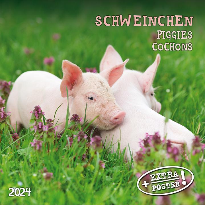 Immagine prodotto Piggies/Piglets 2024 (Copertina rigida, Spagnolo, Francese, Ceco, Italiano, Olandese, Polacco, Tedesco, Inglese)