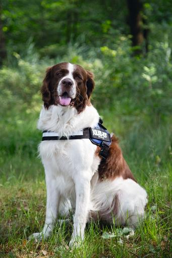 Produktbild Julius-K9 K9 Idc Powergeschirr Gr 2 Bla (0, Hund, Allgemein)
