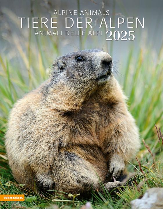 Produktbild Tiere der Alpen - Kalender 2025 (Harter Einband, Französisch, Englisch, Deutsch, Italienisch)