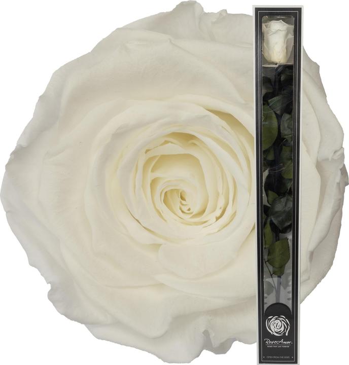 Produktbild Migros Ostschweiz Premium Stielrose (Stabilisierte Rose) (Infinity Blumen)