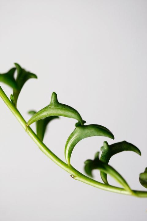 Produktbild Plant in a Box Senecio peregrinus - Delfinpflanze (10 cm)