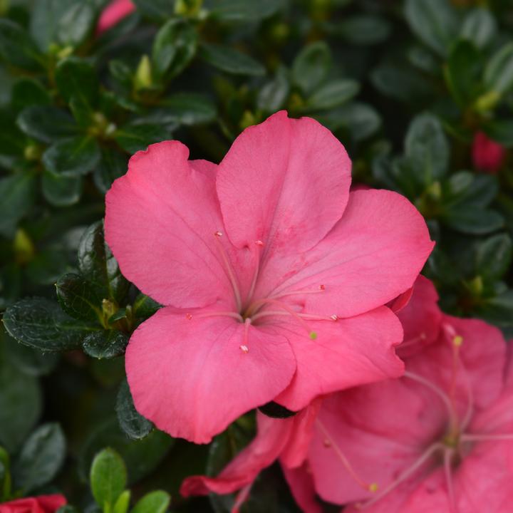 Image du produit Plant in a Box Rhododendron azalea 'Anouk' - Set de 4 azalées (25 cm)