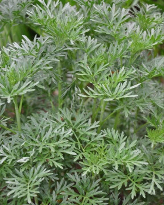 Image du produit Tropica Absinthe - Absinthe (Artemisia absinthum) (Graines d'herbes aromatiques)