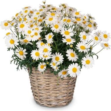 Image du produit Fleurop Aérée et légère (marguerite)