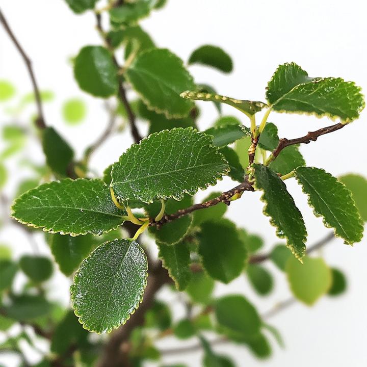 Image du produit Plant in a Box Zelkova serrata - Bonsaibaume (25 cm)